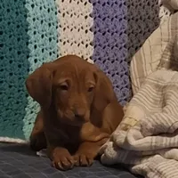 Mara, a female Vizsla for sale in Hagerstown, MD – Photo 1 of 2