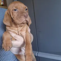 Mara, a female Vizsla for sale in Hagerstown, MD – Photo 2 of 2