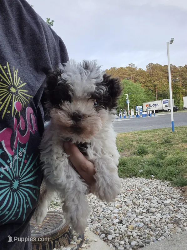 Teacup-Rosie under 5lb – Miniature Schnauzer puppy for sale in Hagerstown, MD