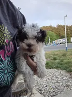 Teacup-Rosie under 5lb, a female Miniature Schnauzer for sale in Hagerstown, MD – Photo 1 of 5