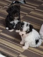 Teacup-Rosie under 5lb, a female Miniature Schnauzer for sale in Hagerstown, MD – Photo 5 of 5