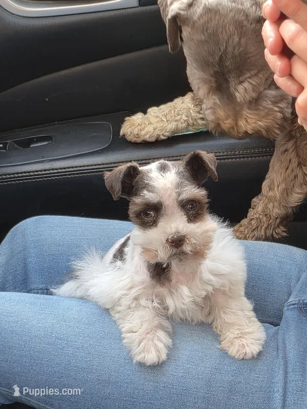 Teacup-Rosie under 5lb – Miniature Schnauzer puppy for sale in Hagerstown, MD