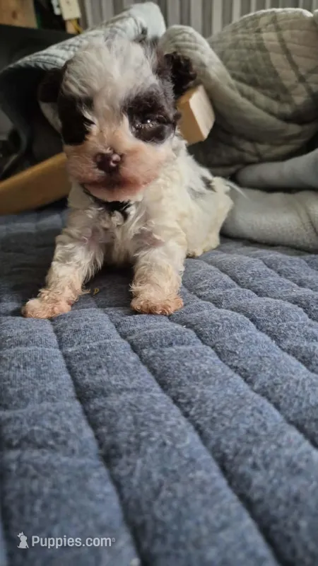 Teacup-Lilly – Miniature Schnauzer puppy for sale in Hagerstown, MD