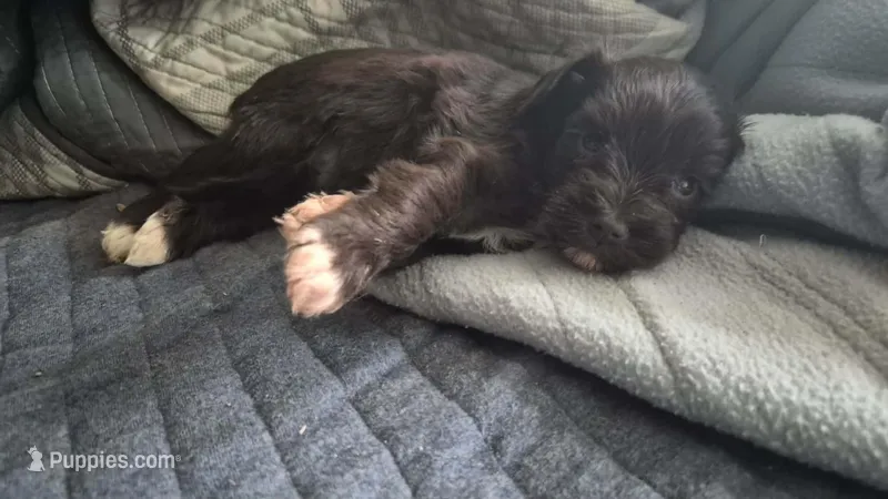 Mazey – Miniature Schnauzer puppy for sale in Hagerstown, MD