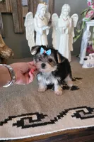 FullAkc tito , a male Yorkshire Terrier for sale in Monroe, NC – 2 of 3
