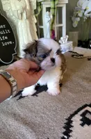 Akc Toby , a male Shih Tzu for sale in Monroe, NC – 2 of 3