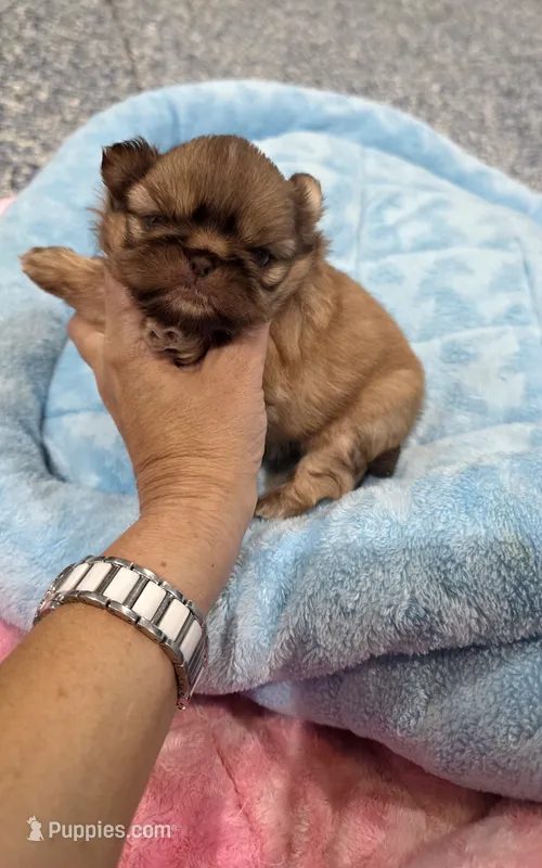 Akc lil diva – Shih Tzu puppy for sale in Monroe, NC