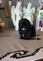 Sally , a female Shihpoo for sale in Monroe, NC – 1 of 3