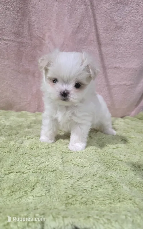 Akc Tito's  – Maltese puppy for sale in Monroe, NC