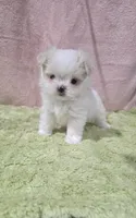 Akc Tito's , a male Maltese for sale in Monroe, NC – 1 of 4