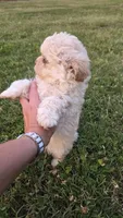 Buttons , a male Shihpoo for sale in Monroe, NC – 3 of 4