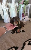 Akc Jackson , a male Miniature Dachshund for sale in Monroe, NC – 2 of 3