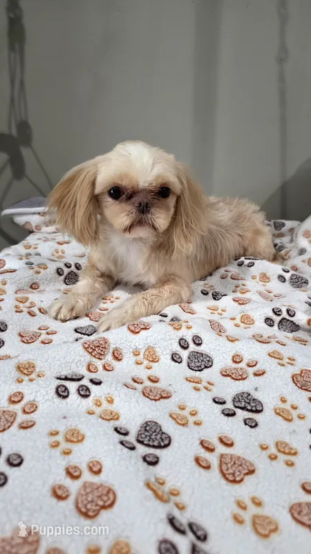 Sophie free  – Shih Tzu puppy for sale in Monroe, NC