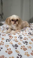 Sophie free , a female Shih Tzu for sale in Monroe, NC – 1 of 2