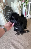 Akc jazzy , a female Shih Tzu for sale in Monroe, NC – 2 of 5