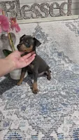 Akc Skeeter , a male Miniature Pinscher for sale in Monroe, NC – 5 of 6