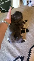 Akc queenie, a female Shih Tzu for sale in Monroe, NC – 2 of 3