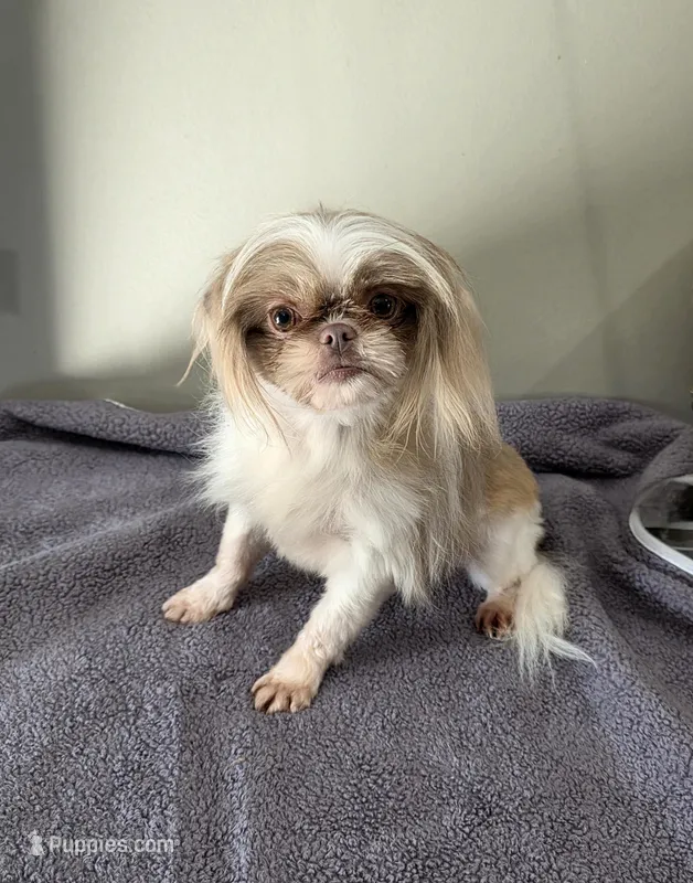 Akc full registration lavender  – Shih Tzu puppy for sale in Monroe, NC