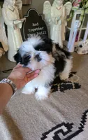 Akc Gizmo , a male Shih Tzu for sale in Monroe, NC – 3 of 6
