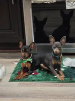Akc Jackson , a male Miniature Pinscher for sale in Monroe, NC – 4 of 4