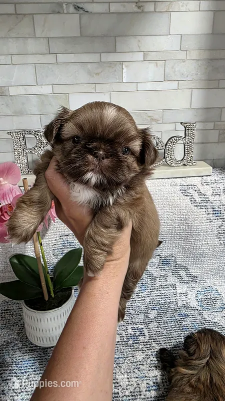 akc Bella  – Shih Tzu puppy for sale in Monroe, NC