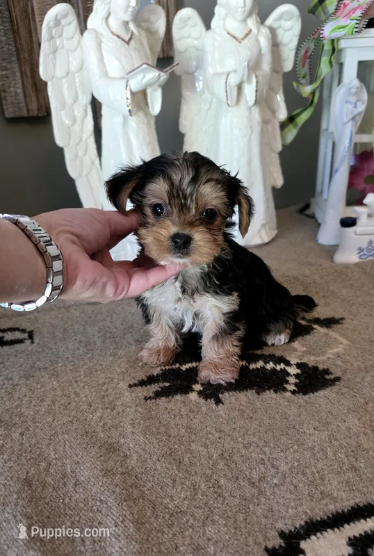 Akc Bentley  – Yorkshire Terrier puppy for sale in Monroe, NC