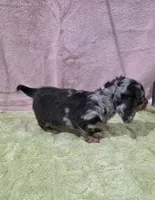 Akc Bailey , a male Miniature Dachshund for sale in Monroe, NC – 3 of 4