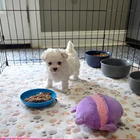 Akc suki, a male Maltese for sale in Monroe, NC – 1 of 3