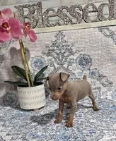 Akc princess , a female Miniature Pinscher for sale in Monroe, NC – 2 of 4