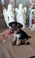 Akc gucci , a male Yorkshire Terrier for sale in Monroe, NC – 1 of 2
