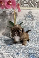 akc Bella , a female Shih Tzu for sale in Monroe, NC – 3 of 4