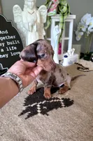 Akc Bentley , a male Miniature Dachshund for sale in Monroe, NC – 2 of 4