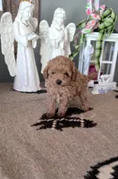 Teddy, a male Maltipoo for sale in Monroe, NC – 2 of 3