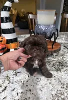 Akc princess , a female Shih Tzu for sale in Monroe, NC – 2 of 4