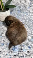 Akc Nikki , a female Shih Tzu for sale in Monroe, NC – 4 of 5