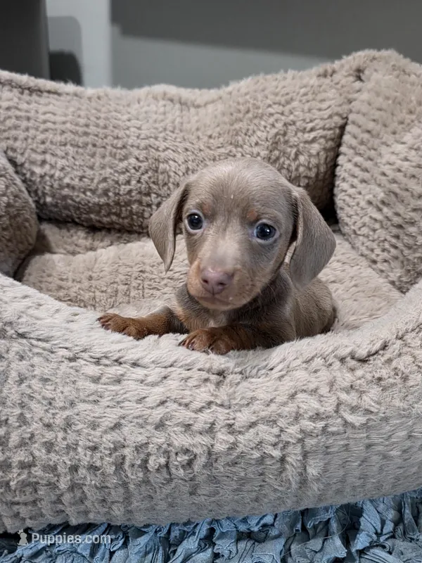 Akc Bentley  – Miniature Dachshund puppy for sale in Monroe, NC