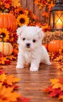Akc Korean Tito's , a male Maltese for sale in Monroe, NC – 1 of 1