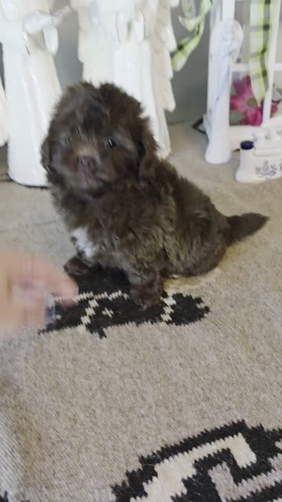 Coco, a female Shihpoo for sale in Monroe, NC – 3 of 3