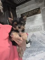 Akc cricket , a female Yorkshire Terrier for sale in Monroe, NC – 3 of 4