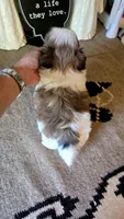 Akc Toby , a male Shih Tzu for sale in Monroe, NC – 3 of 3