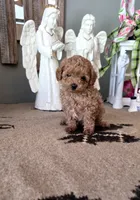 Teddy, a male Maltipoo for sale in Monroe, NC – 1 of 3