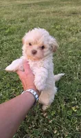 Buttons , a male Shihpoo for sale in Monroe, NC – 2 of 4