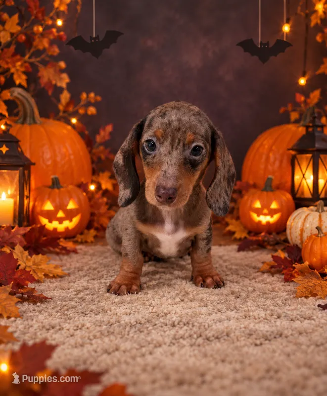 Akc Bentley  – Miniature Dachshund puppy for sale in Monroe, NC