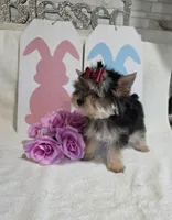Akc Katie , a female Yorkshire Terrier for sale in Monroe, NC – Photo 2 of 2