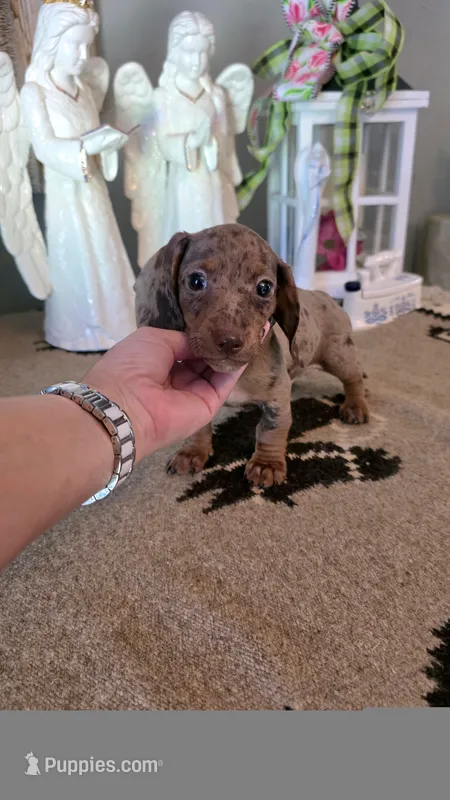 Akc Bentley  – Miniature Dachshund puppy for sale in Monroe, NC
