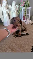 Akc Bentley , a male Miniature Dachshund for sale in Monroe, NC – 1 of 1