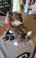 Akc tootie, a male Shih Tzu for sale in Monroe, NC – 2 of 3