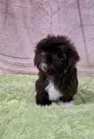 Akc Bella , a female Shih Tzu for sale in Monroe, NC – 2 of 4
