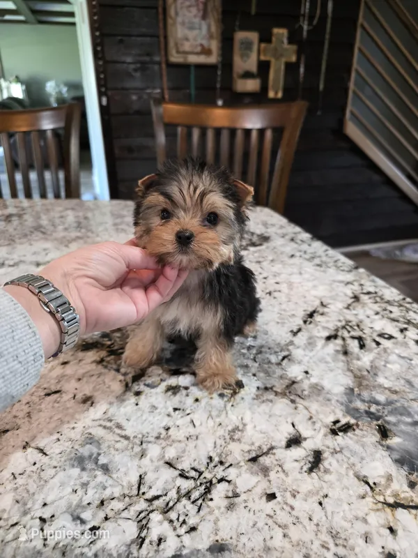 akc bella  – Yorkshire Terrier puppy for sale in Monroe, NC