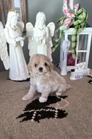 Crystal , a female Maltipoo for sale in Monroe, NC – 2 of 3